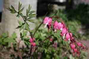 Bleeding Heart 3