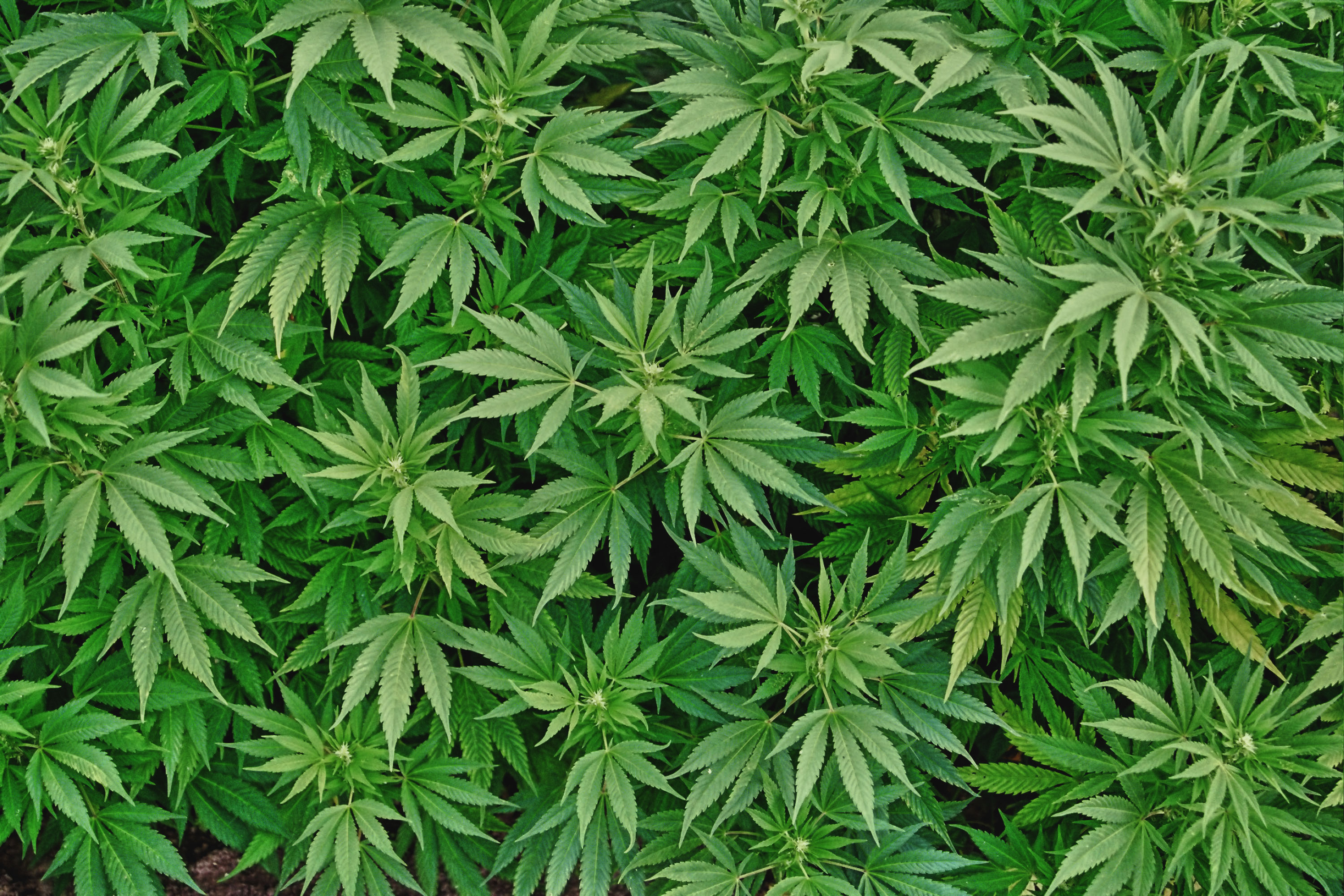 The Hemp Network And Medical Marijuana Controversy