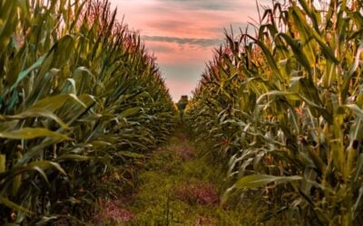 Genetically Modified Organisms and Breast Cancer Risk